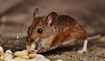 24 Hour & Emergency Exterminators in Beltsville, MD
